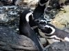 voyage de noce l’Antarctique