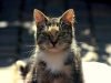assurance_chien_chat