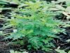 l'Artemisia Annua