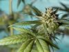 Fleur cbd
