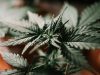 CBD, un véritable allié bien-être au naturel