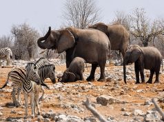 Le safari en Namibie: tous les conseils pour réussir