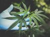 5 avantages de l'huile de CBD
