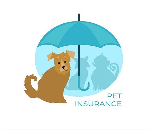 souscrire à une assurance pour chien