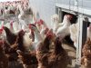 production d'Œufs de poules