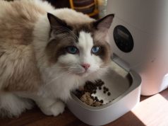 Les différents types de distributeurs d’aliments pour animaux