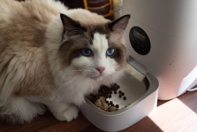 202606_43 Les différents types de distributeurs d’aliments pour animaux